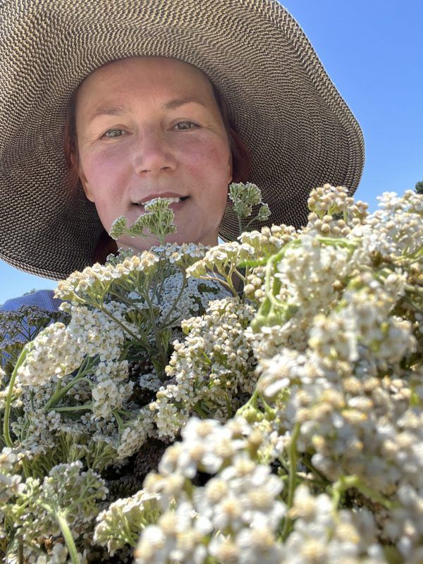 Yarrow flowers and leaves