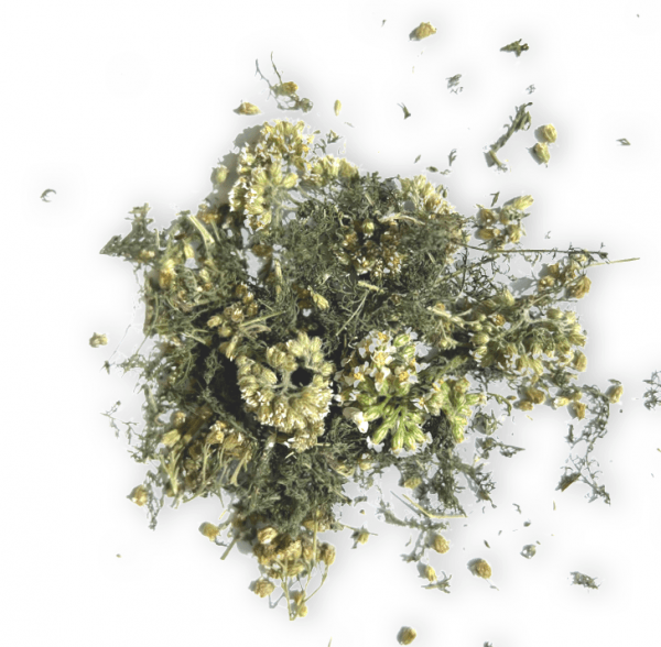 Yarrow Achillea millefolium organically grown and handcrafted by a naturopath and medical herbalist