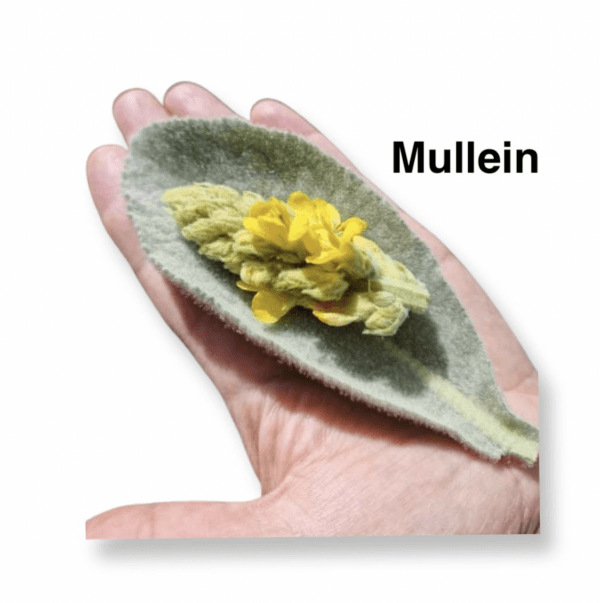 Mullein (Verbascum thapsus) Respiratory & Expectorant Tea