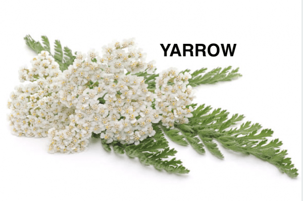 Yarrow Achillea millefolium