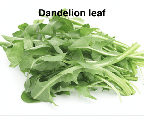 Dandelion (Taraxacum officinale) leaf