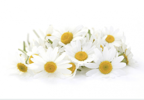 Chamomile (Matricaria recutita) flowers