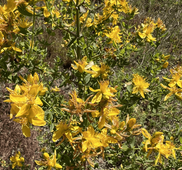 St John's wort Hypericum perforatum flowering tops