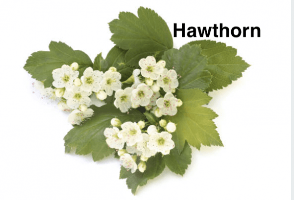 Hawthorn Crataegus monogyna