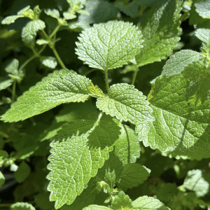 Lemon Balm Melissa officinalis