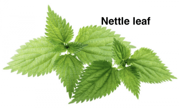 Nettle leaf Urtica dioica