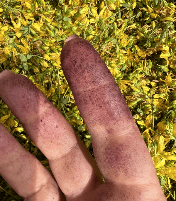 St John's wort flowering tops