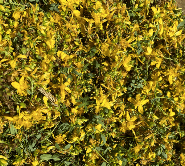 St John's wort flowering tops