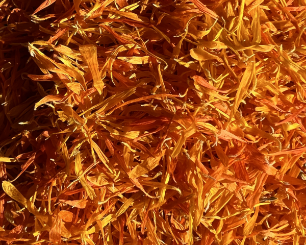 Drying Calendula officinalis petals organically grown in my garden