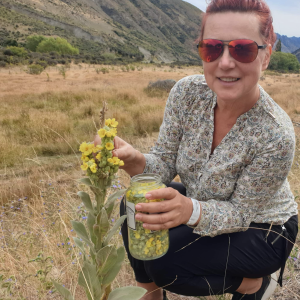 Elena Turner collecting Mullein (Verbascum thapsus) for Respiratory & Expectorant Tea blend in pristine environment fo New Zealand
