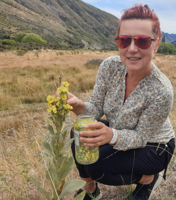 Elena Turner collecting Mullein (Verbascum thapsus) for Respiratory & Expectorant Tea blend in pristine environment fo New Zealand