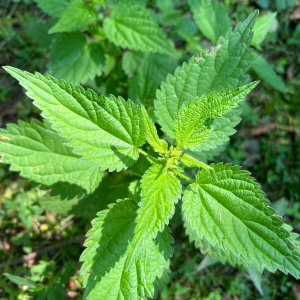 Nettle leaf Urtica dioica leaves organically grown in New Zealand