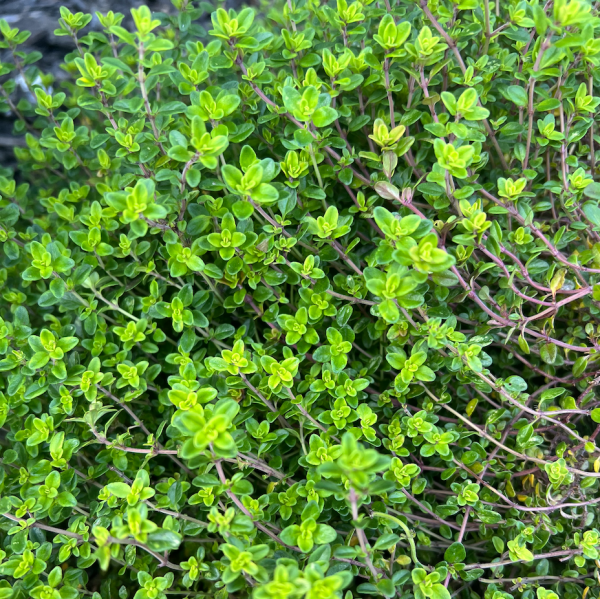 Oregano (Origanum vulgare) originally grown in New Zealand for respiratory and expectorant tea blend