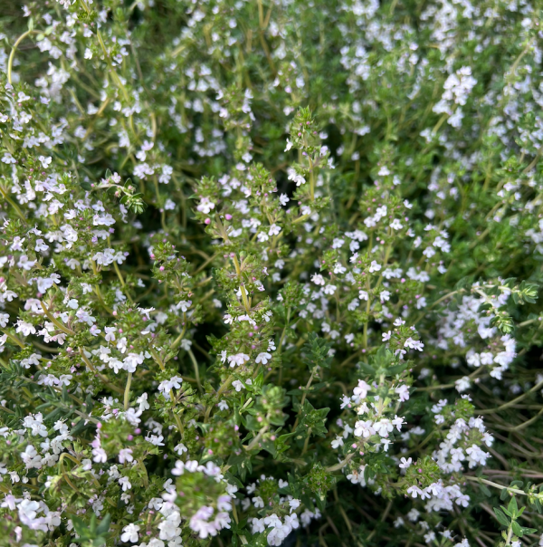 Thyme (Thymus vulgaris) for Respiratory and Expectorant tea blend