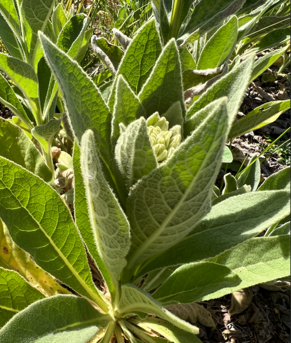Mullein (Verbascum thapsus) for Respiratory & Expectorant Tea blend