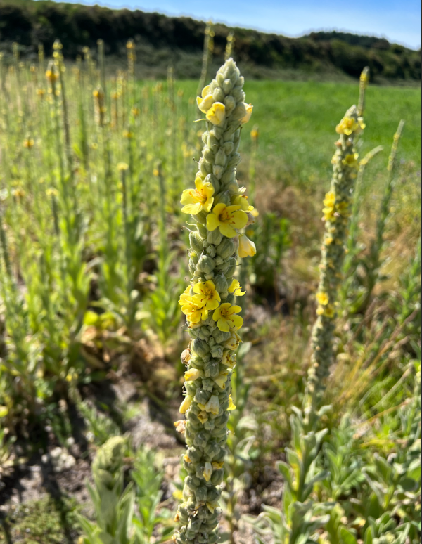 Mullein (Verbascum thapsus) for Respiratory & Expectorant Tea blend organically grown in Ne Zealand