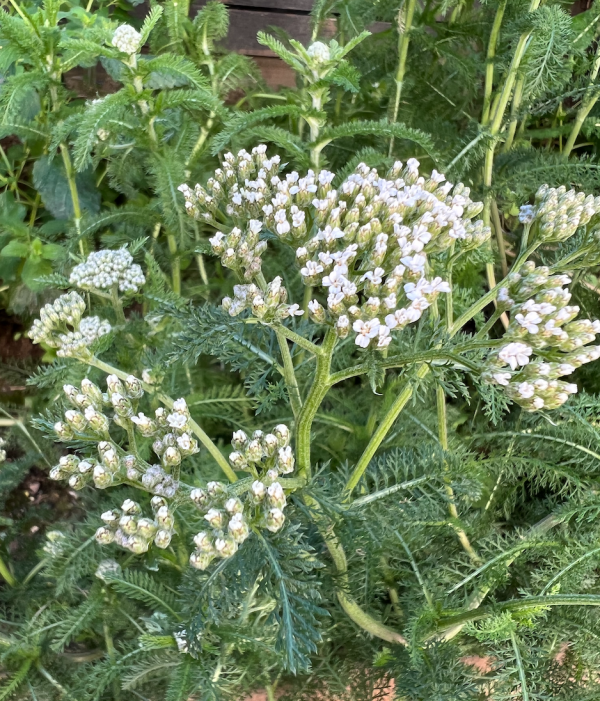 Fresh Yarrow