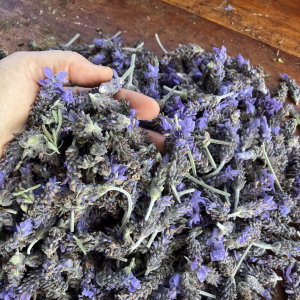 Fresh harvest of Lavender flowers used in sleep and Relaxing tea