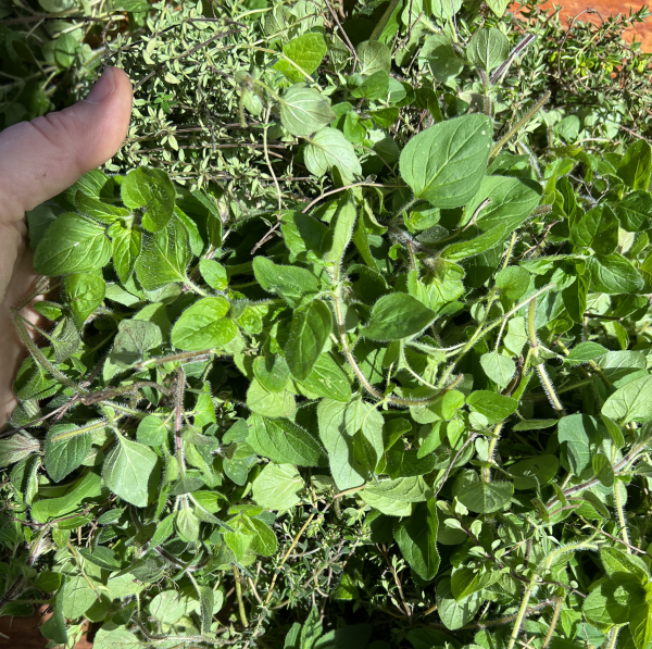 Fresh harvest of Oregano and Thyme for Respiratory Expectorant tea