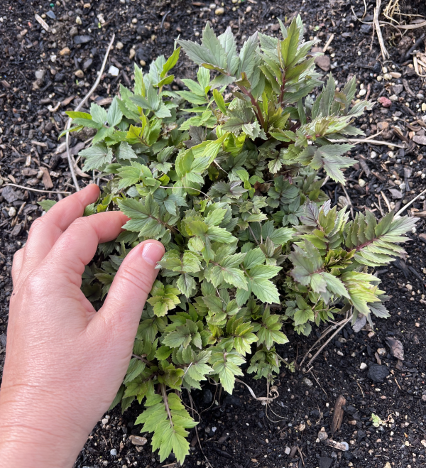 Valerian fresh grown Valerian officinalis root for Relaxing Tea for Sleep