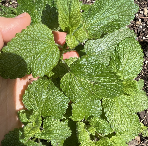 Melissa Lemon Balm grown in my garden ready for fresh harvest
