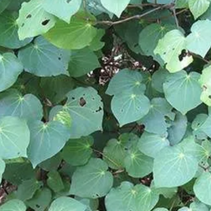 Kawakawa leaves (Macropiper excelsum)