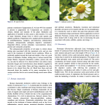 5th page of Aromatherapy - a systematic literature review 2015