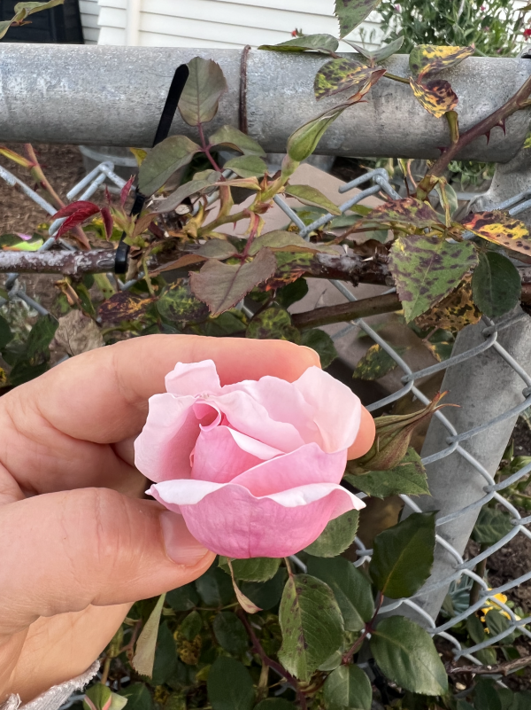 Pink rose petals tea 100% spray free