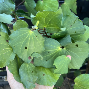 Kawakawa (Macropiper excelsum)