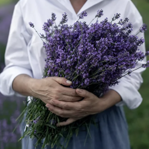 Lavender flowers organically grown in NZ and hand collected by our naturopath