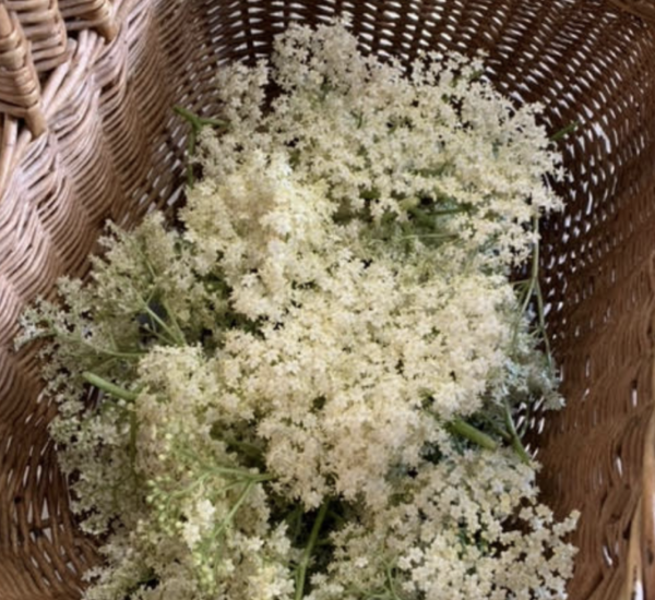 Elderflower