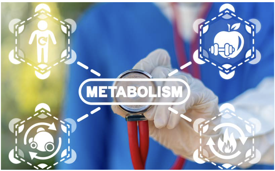 Improving metabolism