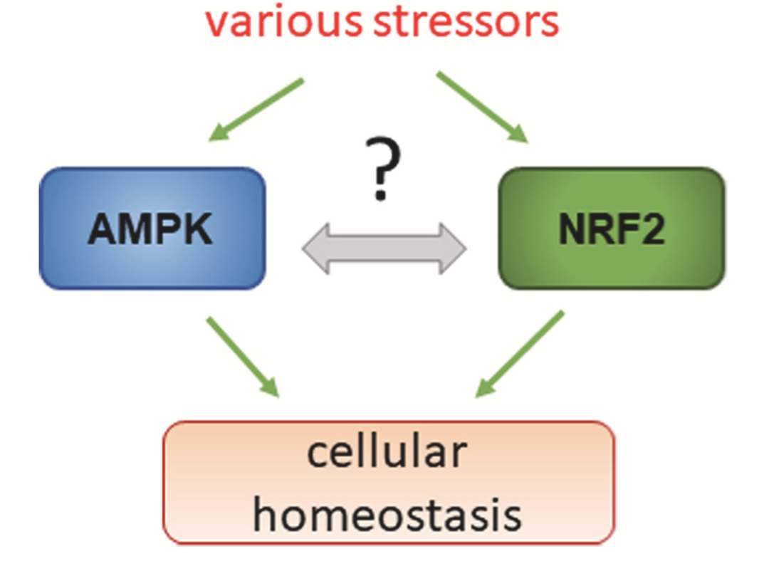 AMPK and NRF2: Interactive players in the same team for cellular homeostasis?