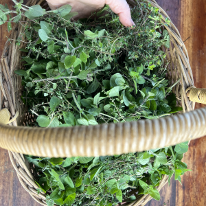 Oregano hand collected by Elena Turner