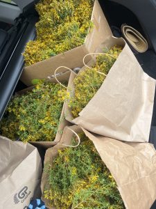 nz-grown-st-johns-wort-fresh-harvest-clinic-by-nature.jpg